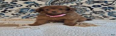 Sophie