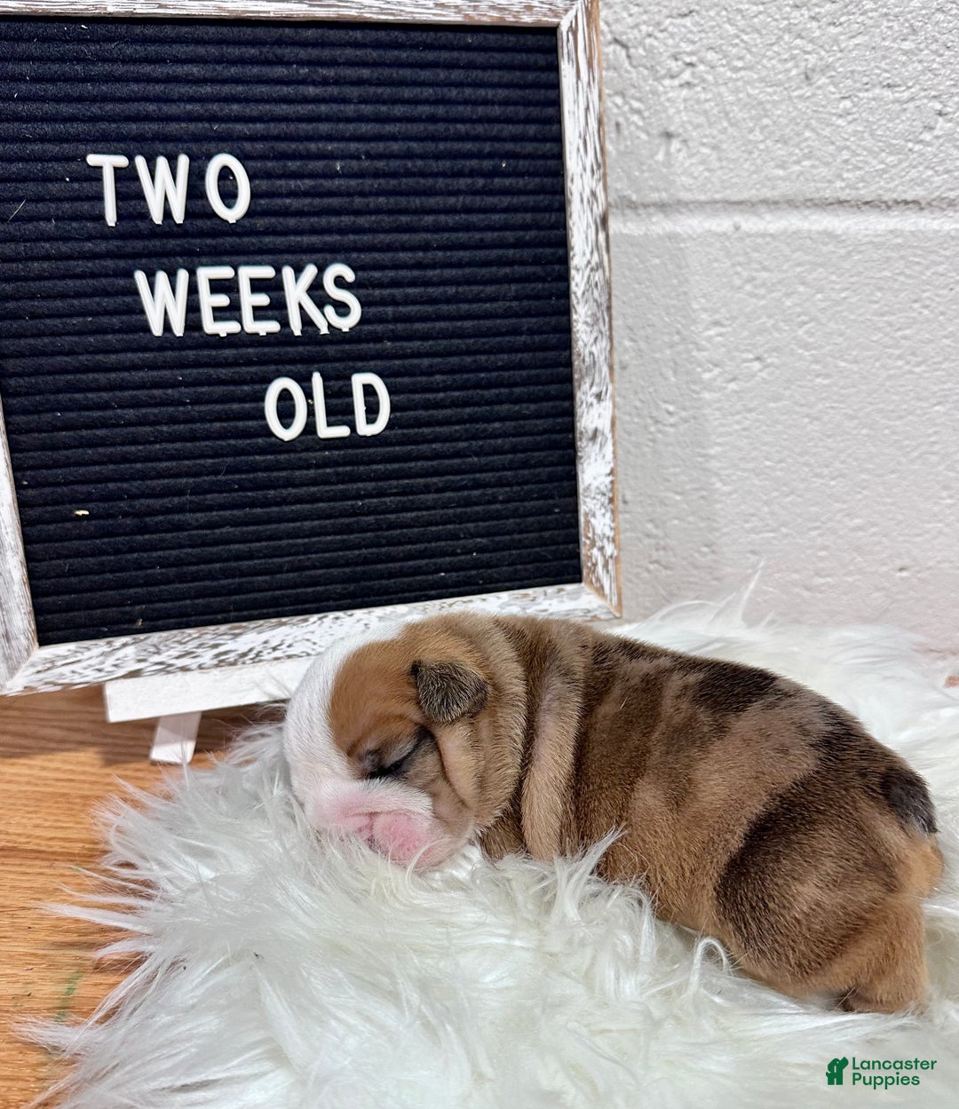 English Bulldog dogs for sale: Mabel - Ad 4