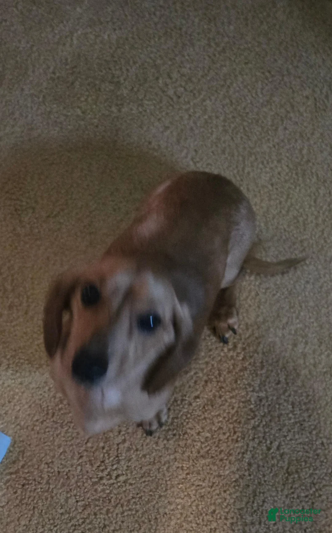 Dachshund dogs for sale: Dachshund 3 - Ad 2