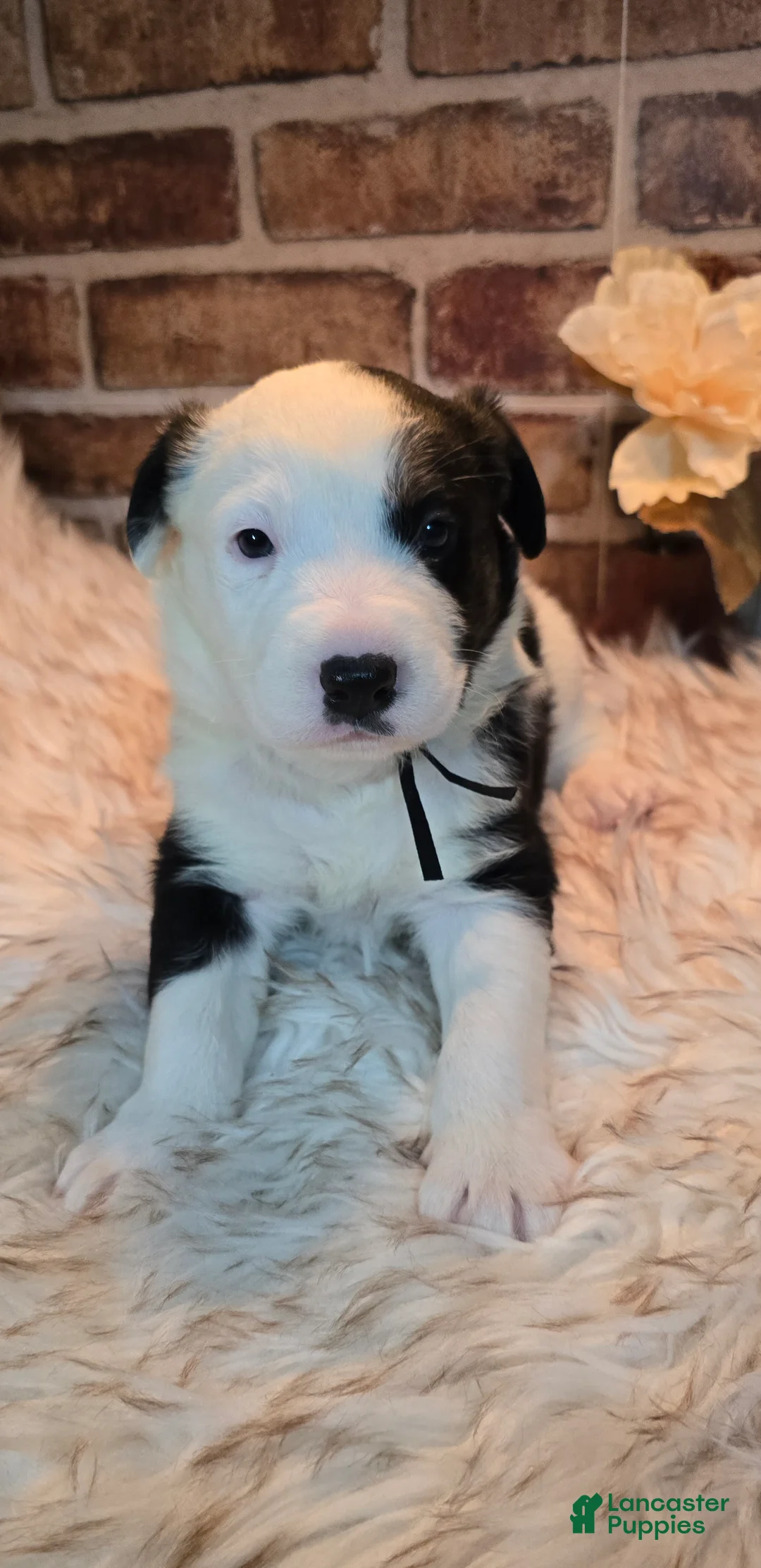 Mixed Breed dogs for sale: Milo - Ad 2