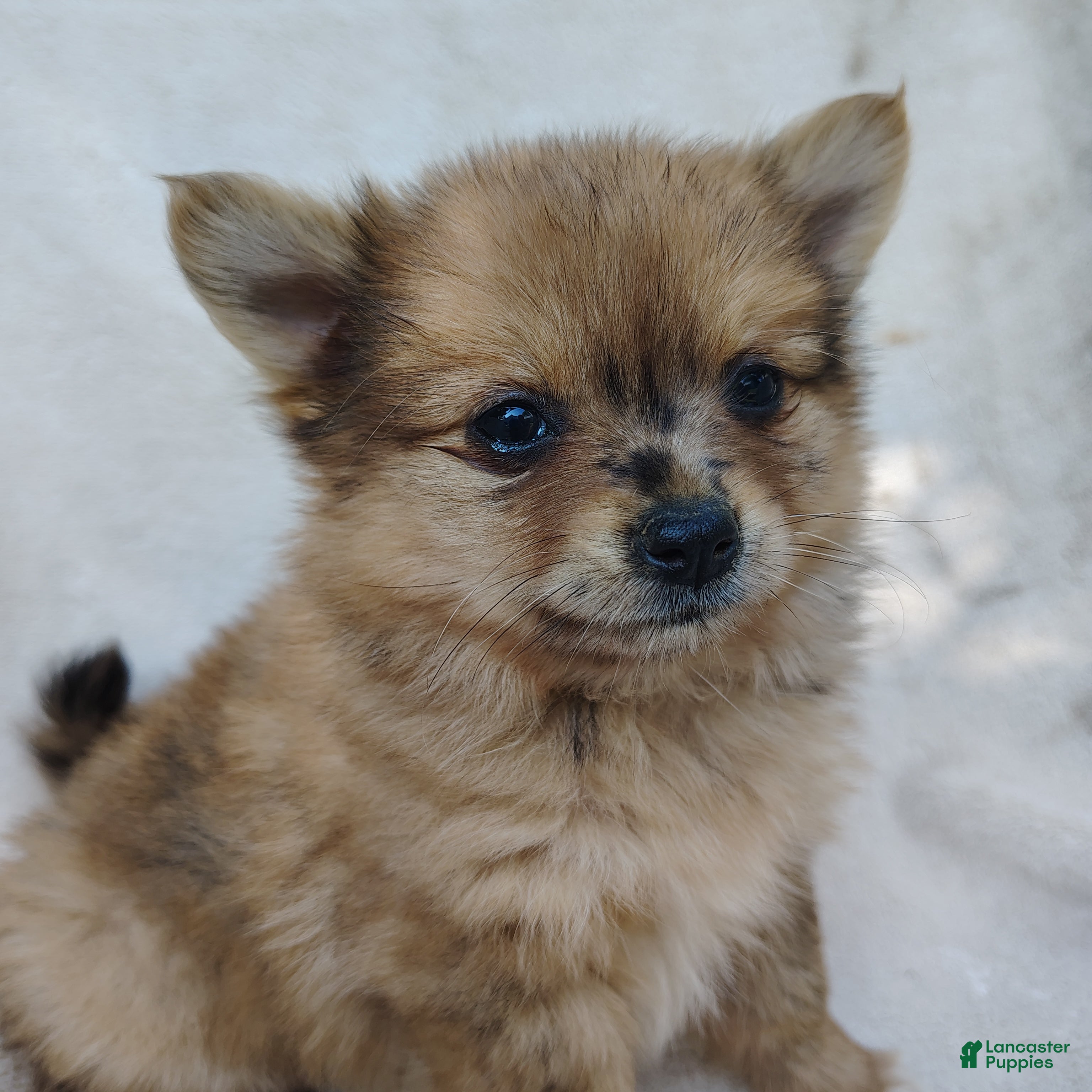 Pomchi dogs Kit kat - Ad 2