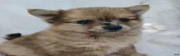 Pomchi dogs for sale: Kit kat - Ad 2