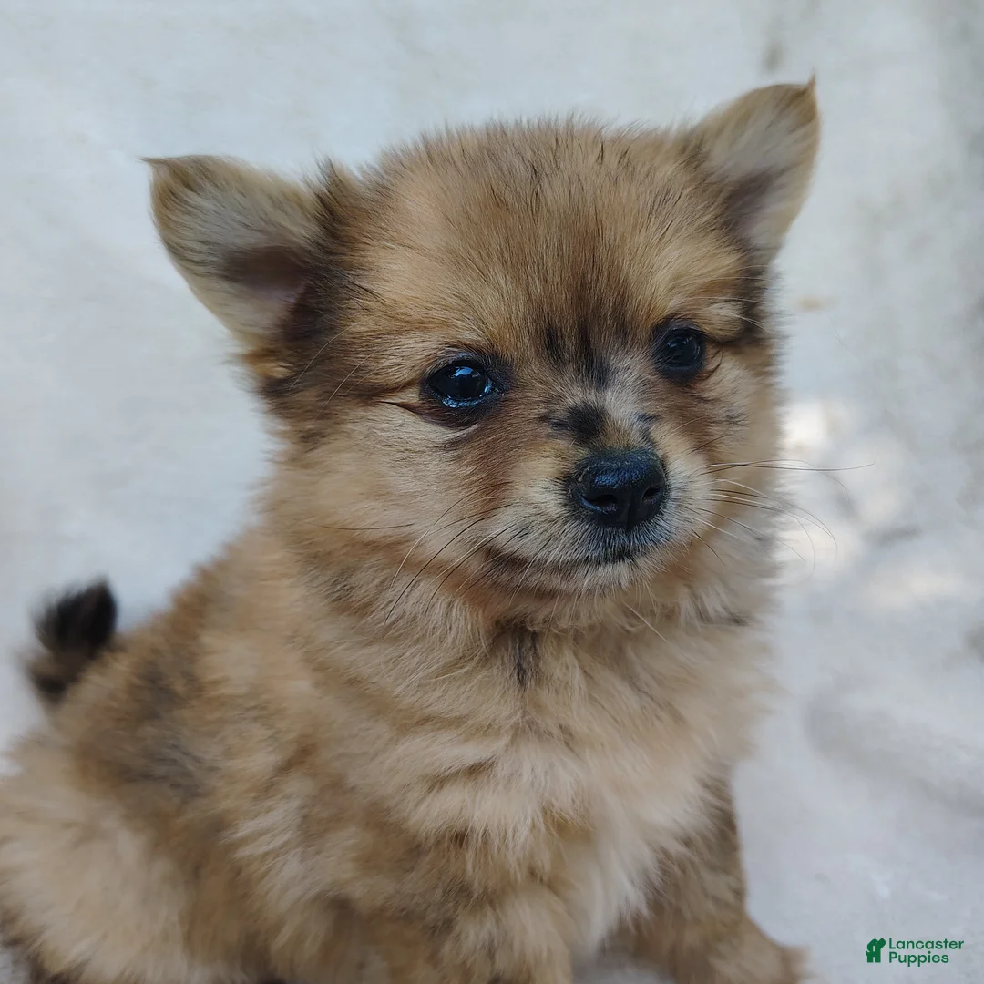 Pomchi dogs for sale: Kit kat - Ad 2