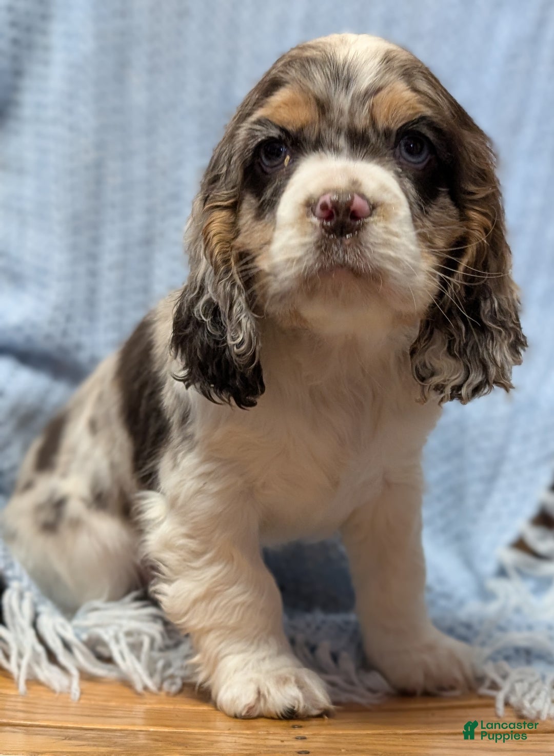 Cocker Spaniel dogs for sale: Wynter - Ad 3