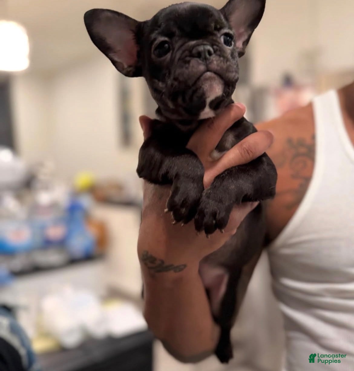 French Bulldog dogs Twin 2  - Ad 36