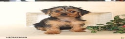 Yorkshire Terrier dogs for sale: Biscuit - Ad 4