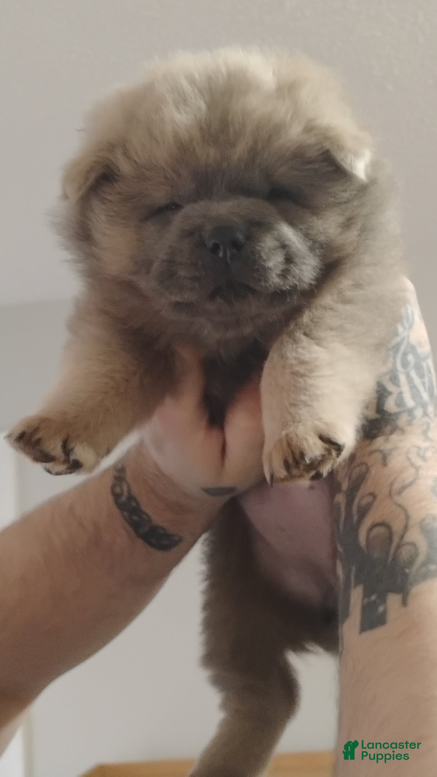 Chow Chow dogs Prince - Ad 5