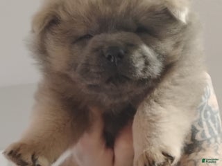 Chow Chow dogs Prince - Ad 14