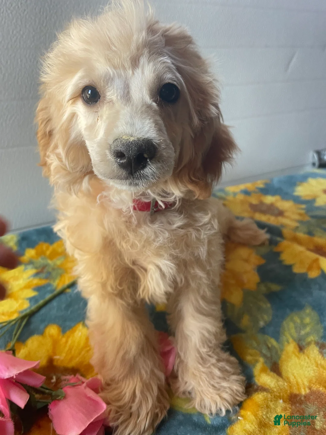 Havapoo dogs for sale: Barney - Ad 2