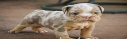 English Bulldog dogs for sale: Sydney English Bulldog  - Ad 3