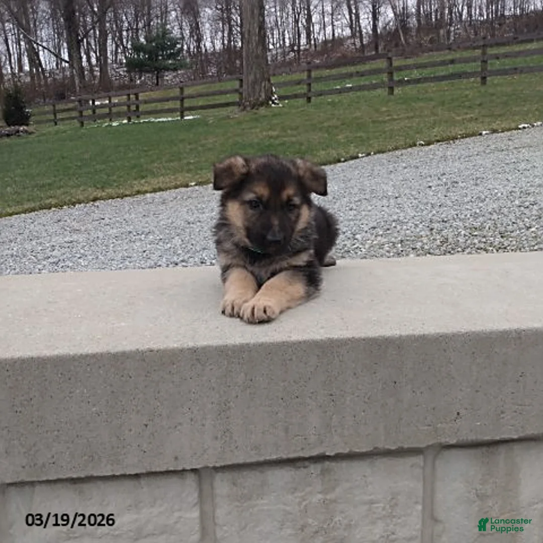 German Shepherd dogs for sale: Duke - Ad 2