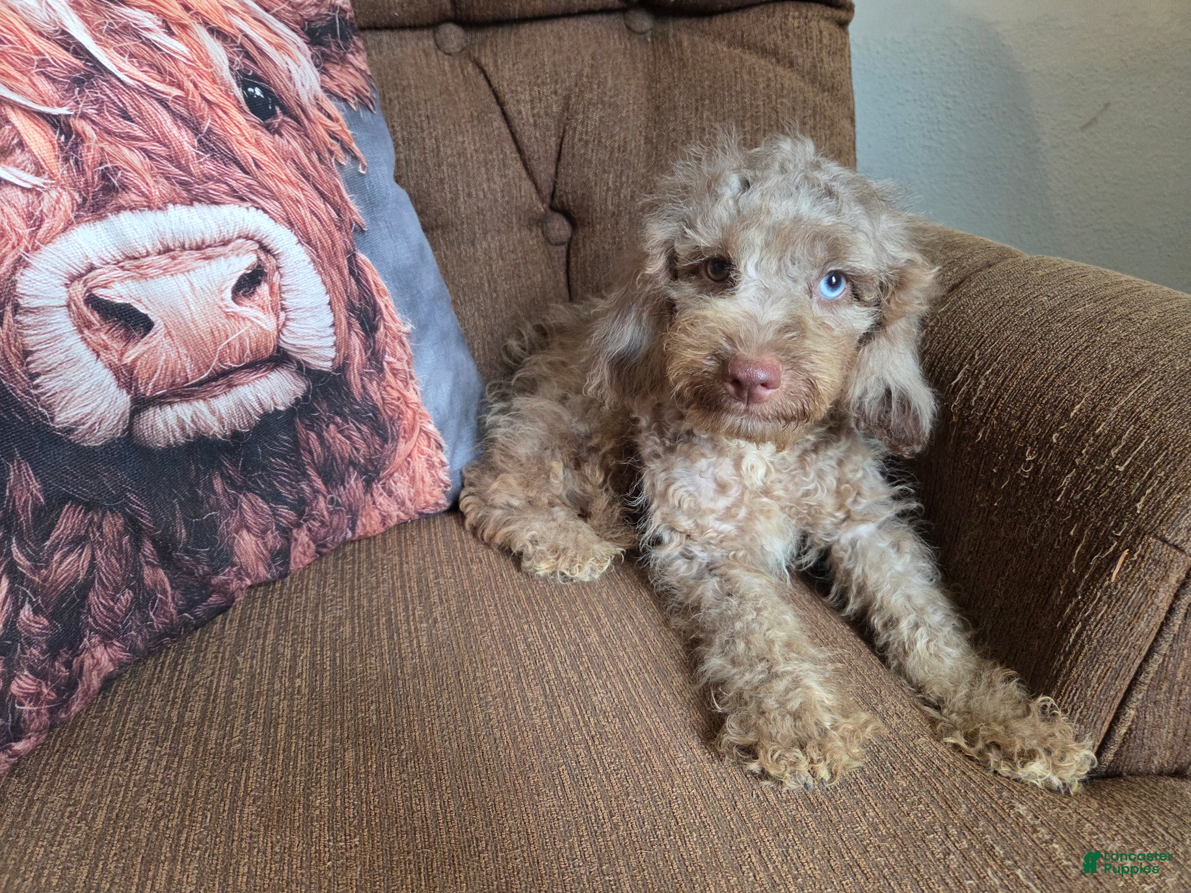 Cockapoo dogs Boys - Ad 1