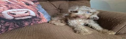 Cockapoo dogs for sale: Boys - Ad 5