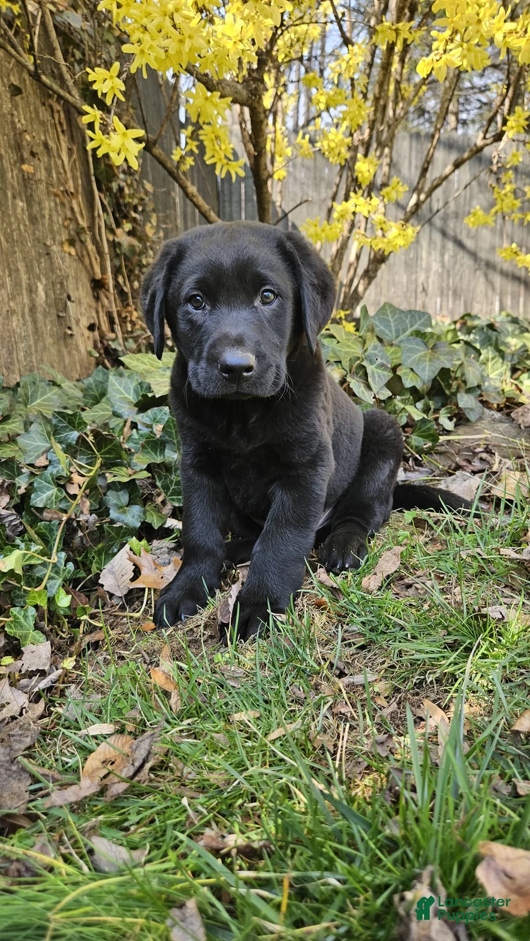 Labrador Retriever dogs for sale: Spark - Ad 1