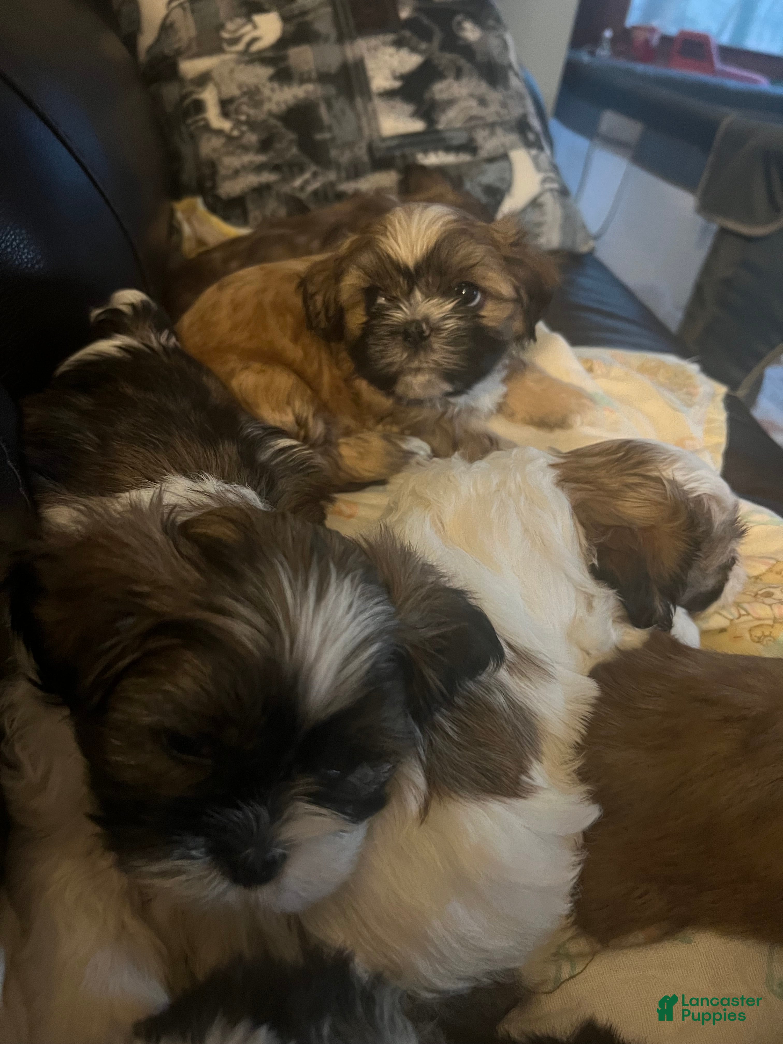 Shih Tzu dogs Shih Tzu Puppy 4 - Ad 5