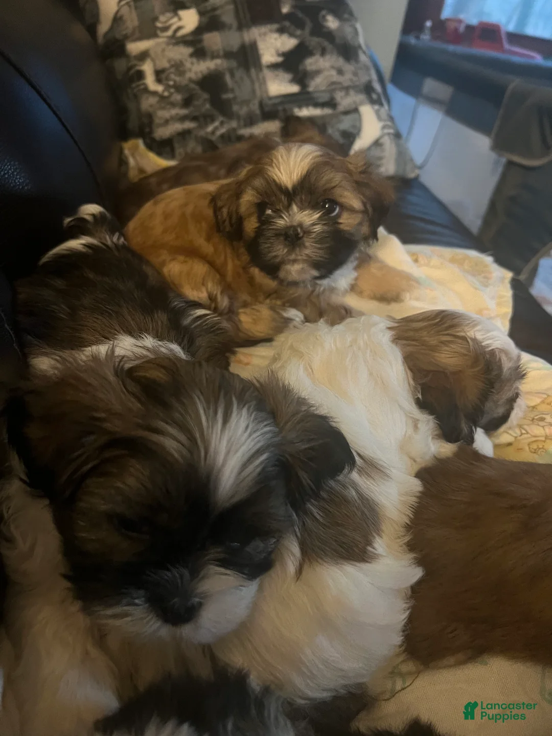 Shih Tzu dogs for sale: Shih Tzu Puppy 4 - Ad 1