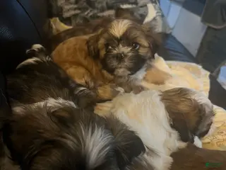 Shih Tzu dogs Shih Tzu Puppy 4 - Ad 5