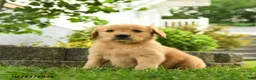 Golden Retriever dogs for sale: Penelope - Ad 1