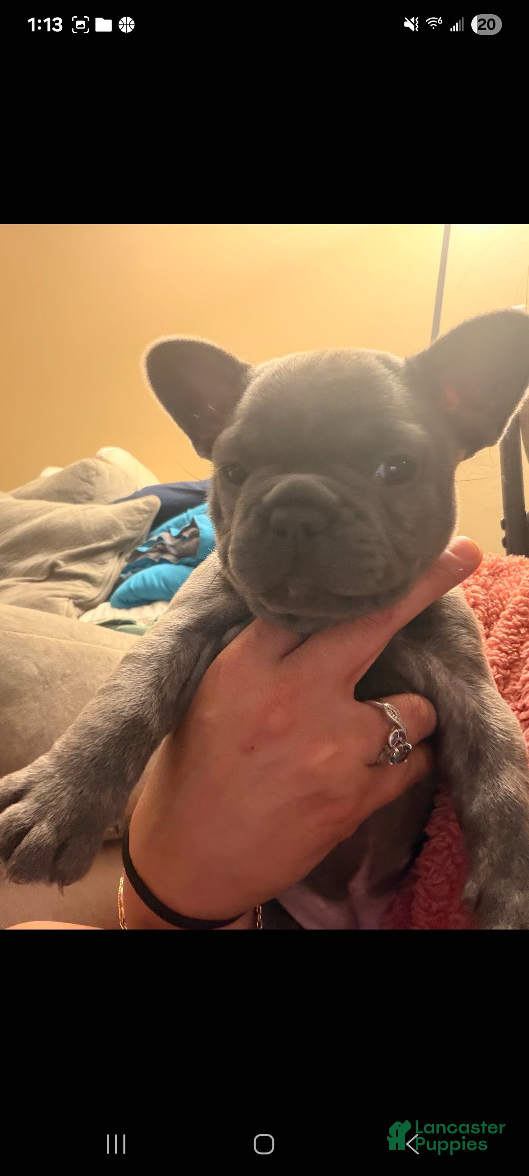 French Bulldog dogs for sale: Stormy - Ad 4