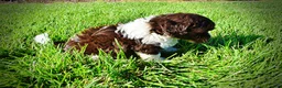 Havapoo dogs for sale: Bandit - Ad 19