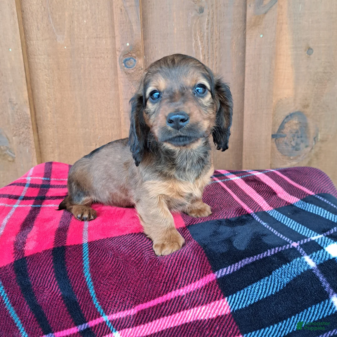 Dachshund dogs for sale: HEIDI - Ad 4