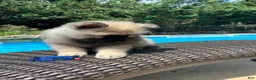 Keeshond dogs for sale: Mickey - Ad 3