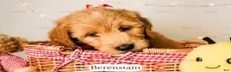 Goldendoodle dogs for sale: Berenstain - Ad 3