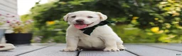 Labrador Retriever dogs for sale: Julep - Ad 7