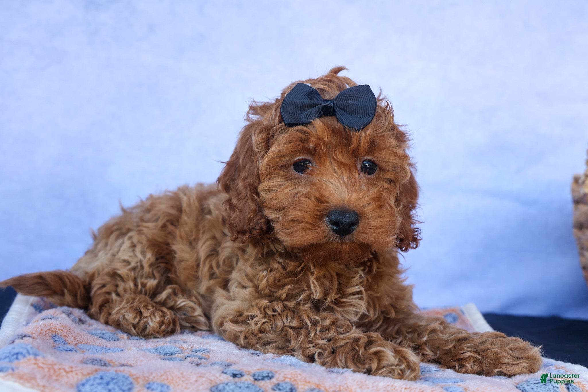 Cavapoo dogs for sale: ROMEO - Ad 9