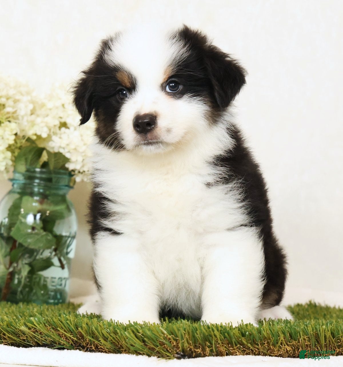Miniature Australian Shepherd dogs Pluto - Ad 2