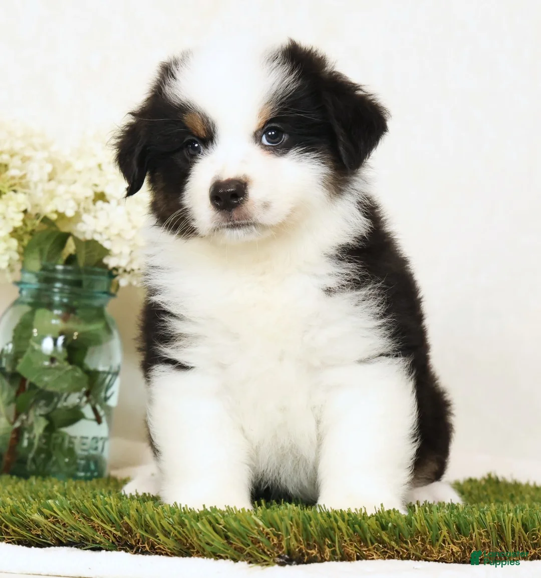 Miniature Australian Shepherd dogs for sale: Pluto - Ad 2