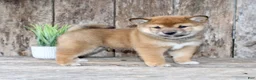 Shiba Inu dogs for sale: Loki - Ad 4