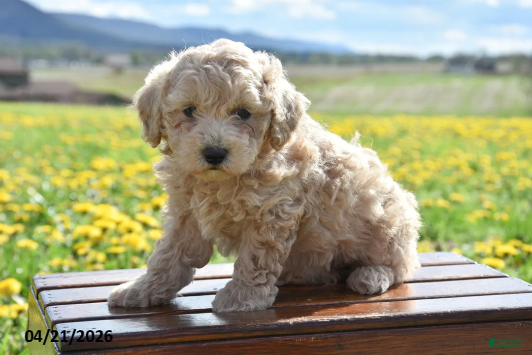 Toy Poodle dogs for sale: Sissy - Ad 1