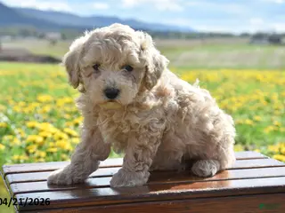 Toy Poodle dogs for sale: Sissy - Ad 1