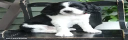 English Springer Spaniel dogs for sale: Avalanche - Ad 4