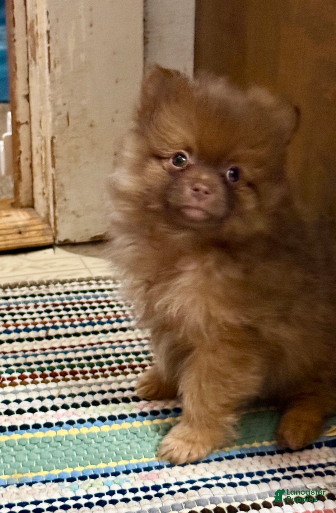 Pomeranian dogs for sale: Rusty - Ad 1