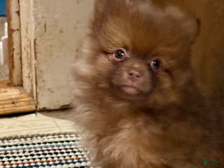 Pomeranian dogs Rusty - Ad 8