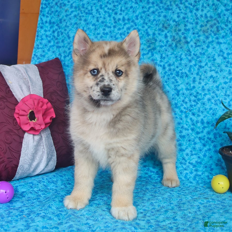 Pomsky dogs Ozzy - Ad 1