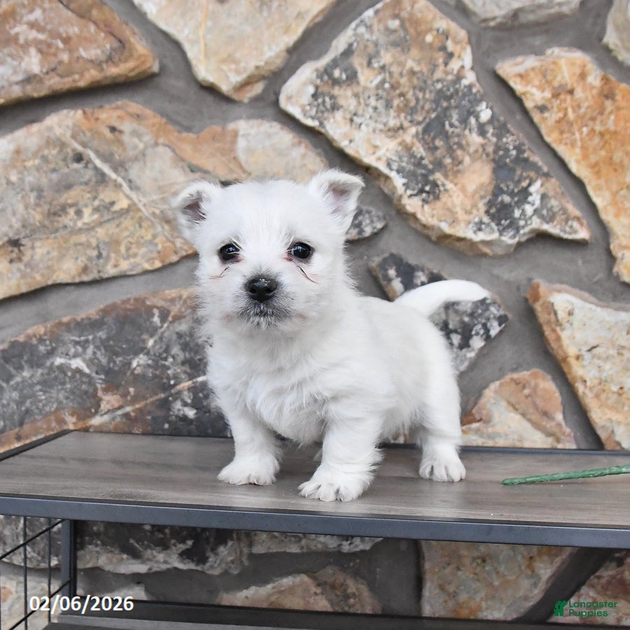 West Highland Terrier dogs Timmy - Ad 2