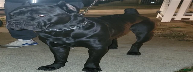 Ice