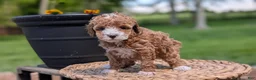 Miniature Poodle dogs for sale: Macy - Ad 11