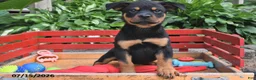 Rottweiler dogs for sale: Missy - Ad 3