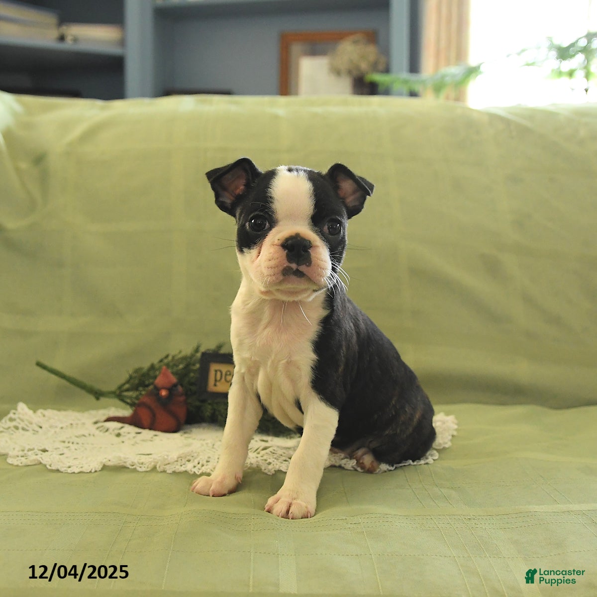 Boston Terrier dogs Oreo - Ad 5