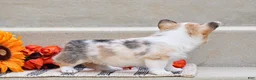 Welsh Corgi Pembroke dogs for sale: Tabitha - Ad 3