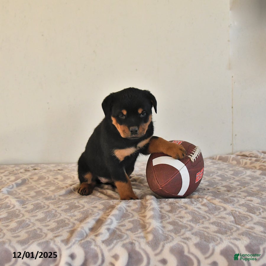 Rottweiler dogs Nixie - Ad 39
