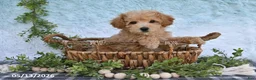 Bichpoo dogs for sale: Harper - Ad 4