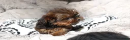 Shorkie dogs for sale: Bailey  - Ad 4