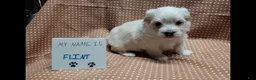 Maltipoo dogs for sale: Flint - Ad 13