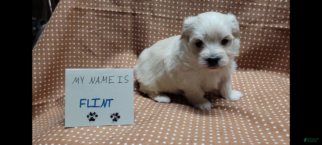 Maltipoo dogs for sale: Flint - Ad 13
