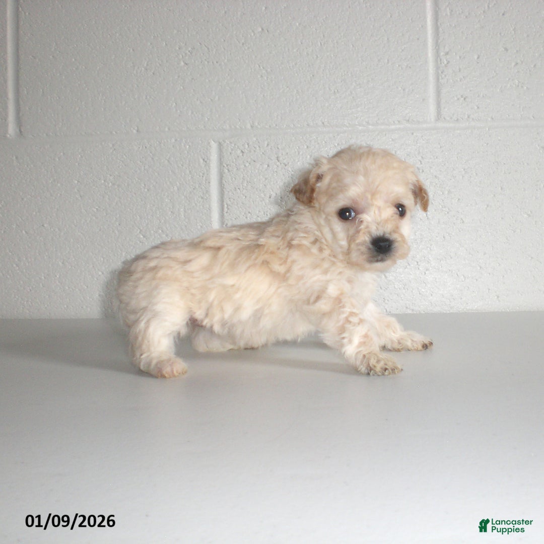 Yorkiepoo dogs for sale: Kelly - Ad 9